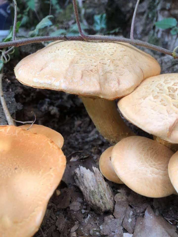 Гимнопил юноны (Gymnopilus junonius)