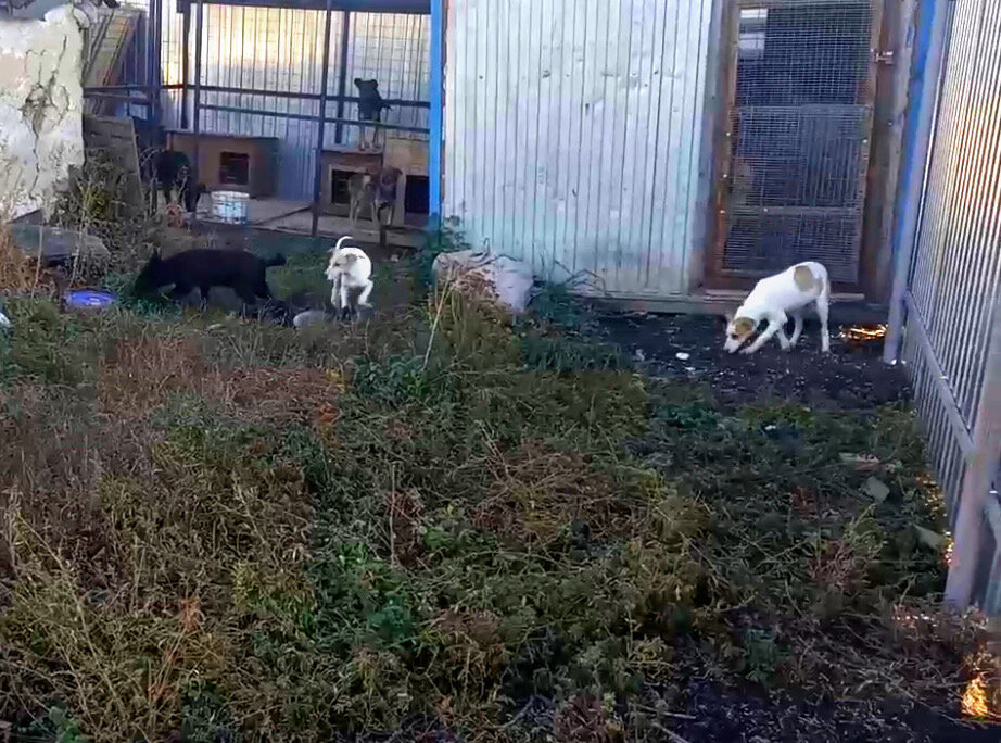 Наши хвостики