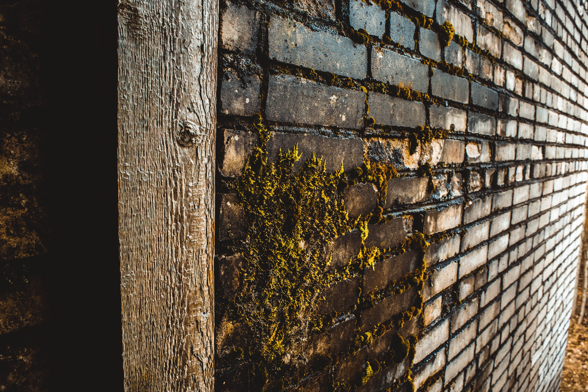 И конечно же наш любимый зелёный мох и плесень