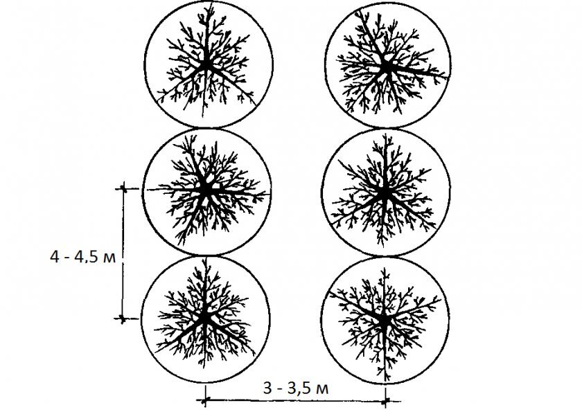 Расстояние между деревьями. Жимолость схема посадки кустов. Схема посадки яблонь. Схема посадки вишни. Схема высадки яблонь.