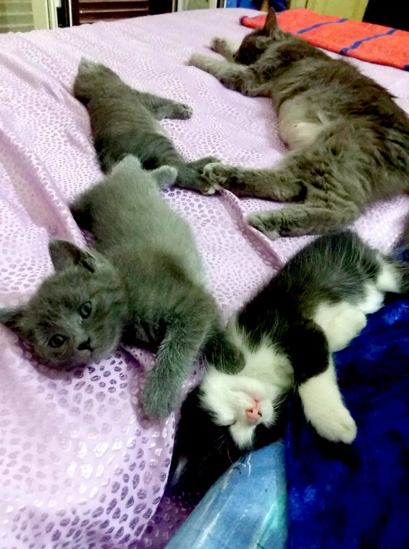 Вот такие  пушистые террористы.