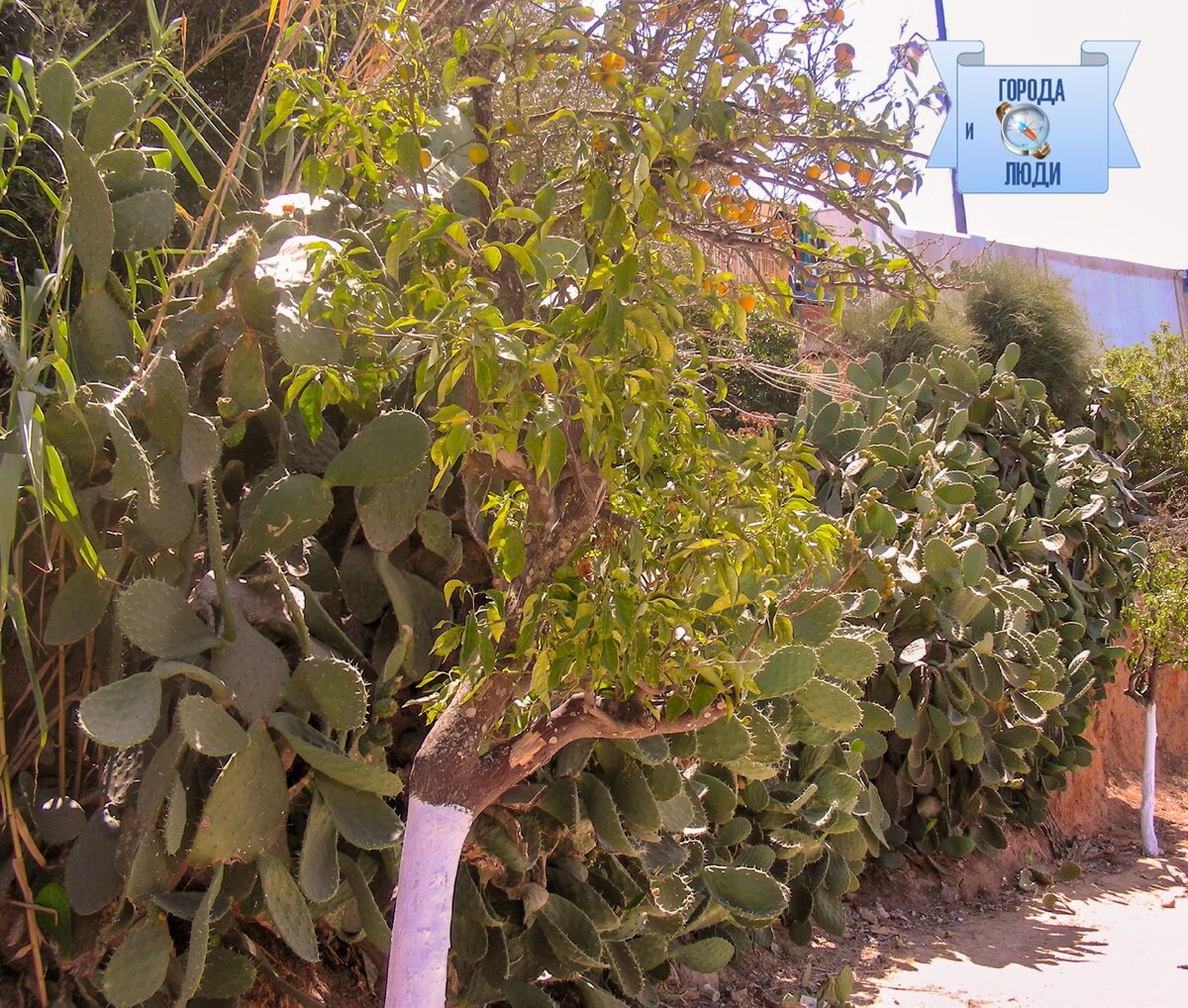 Кактусы придают зеленый цвет туниской земле