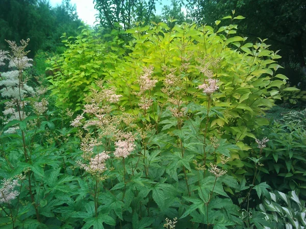 Лабазник пурпурный Элеганс (Filipendula purpurea Elegans) на фоне дёрена белого Ауреа