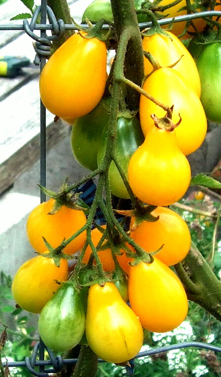 Медовая капля