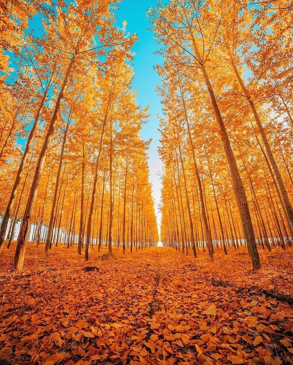 Изображение взято с Яндекс Картинок.