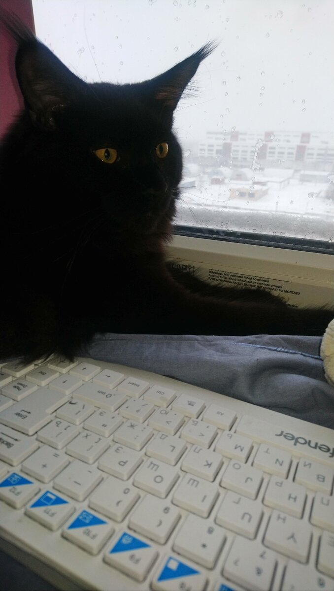 Первый снег в жизни Левы🐈 Наблюдает. 