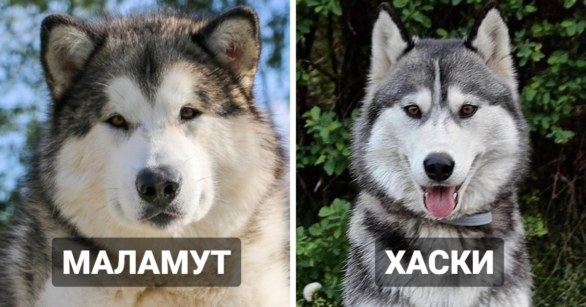 Чем отличается хаски. Отличие хаски от волка. Как отличить волка от хаски. Отличие хаски от лайки и маламута. Хаски и лайка отличия