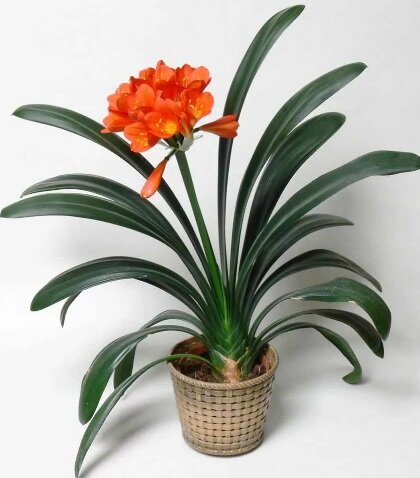 Источник фото Яндекс.Картинки