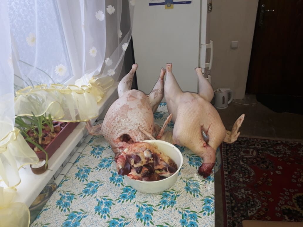   У тебя всегда будет свое мясо! Не химозное с магнита.Ты узнаешь вкус мяса.Ты удивишься , какое оно ароматное и вкусное. Ты накрутишь котлет и потушишь и сваришь, э всё это с индейки!(