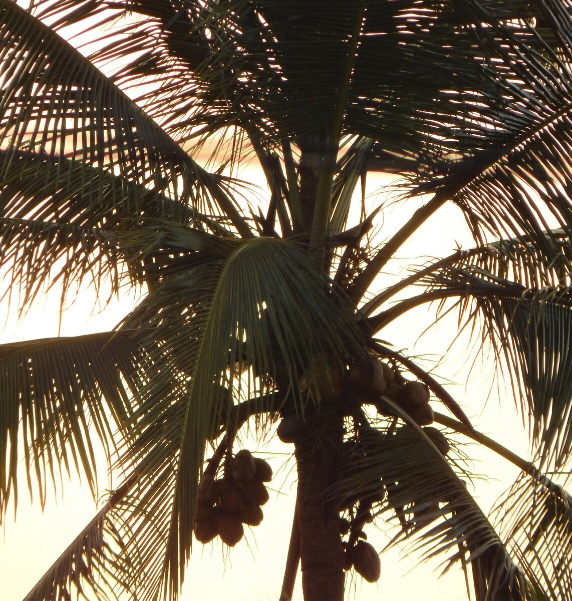 Символ тропиков... (фото автора)