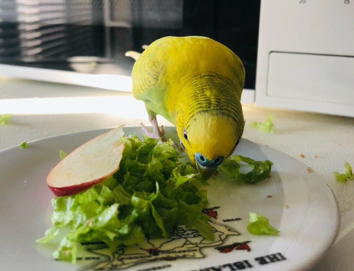 Вот так легко и просто Тэри встретил листья салата. 