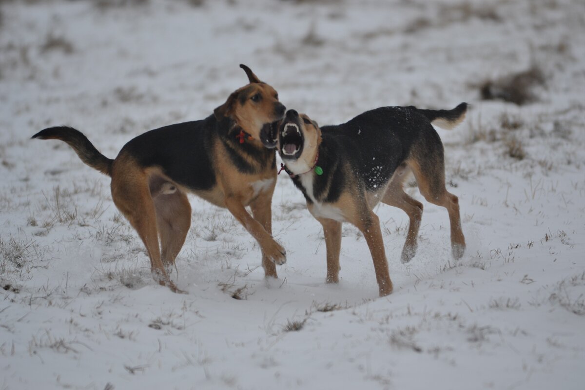 Зак и Гордон