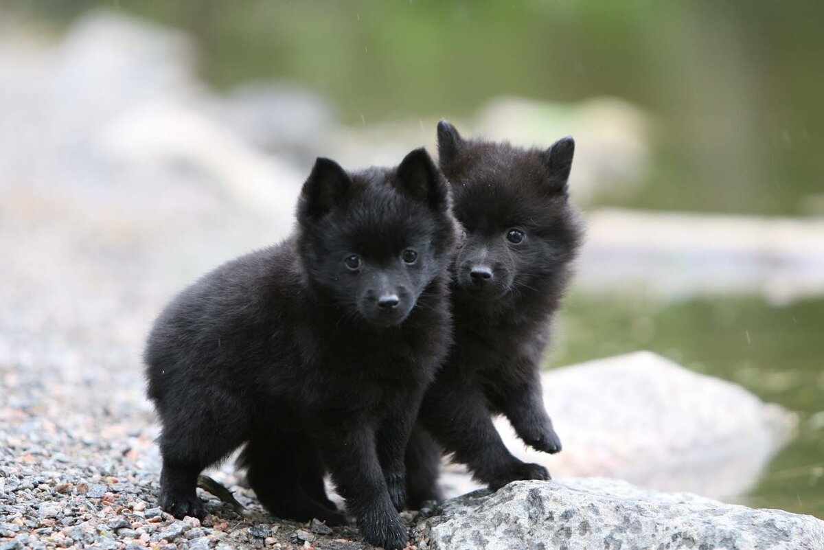 https://www.101dogbreeds.com/wp-content/uploads/2015/05/Schipperke-Puppies.jpg