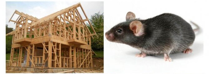 Мыши николаев. Как защитить каркасный дом от грызунов.