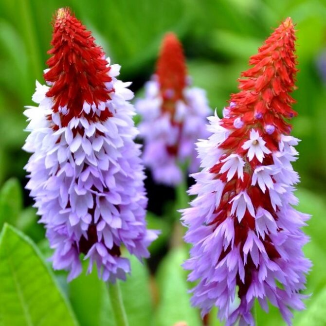 https://agroevropa.ru/wp-content/uploads/primula-vialya2.jpg