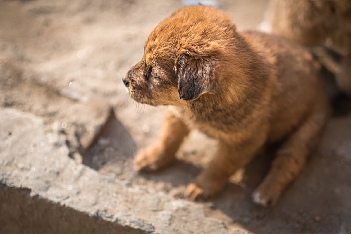 Более-менее одинаковые пропорции расскажут о небольших размерах. 