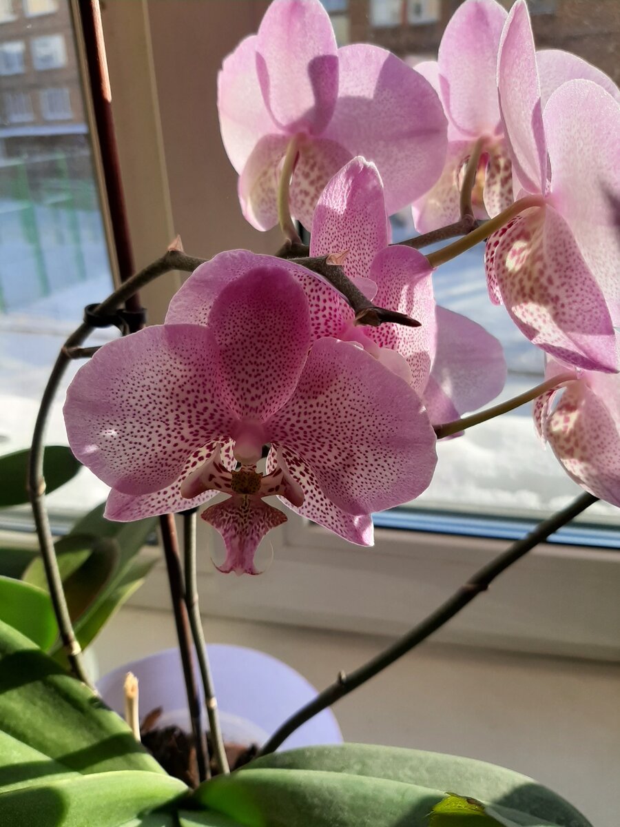 Орхидеи радуются каждому солнечному дню. 
