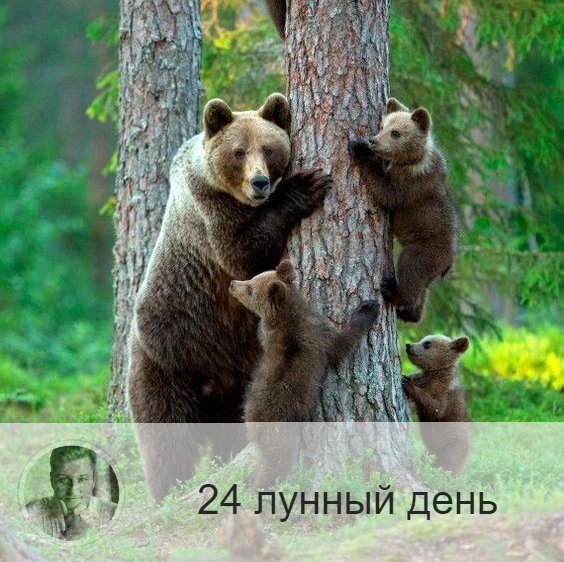 Подписывайтесь на наш канал, друзья!
24-ый лунный день с 04:18 7-ого по 05:21 8-ого. 🔆 Время пробуждения силы.
🐻 Символ дня – медведь.
🎂 Люди, рождённые в этот лунный день, обладают огромной энергией. Они склонны к творчеству, иногда им необходимо побыть в одиночестве, они любят вкусно поесть, но могут быть и эгоистичными и жадными.
💍 Камни - малахит, обсидиан.
🌞 24-ые лунные сутки связаны они с библейским героем Иафетом, а символом дня является медведь. Этому периоду свойственна доброта и честность, благоприятно созидание в любой форме. Это сутки, в которые нужно закладывать фундамент будущих важных дел, начинать новые глобальные проекты. Также текущие сутки хороши для зачатия и занятий любовью.
✅ Рекомендуемые практики: физические нагрузки, очищение от разрушительных мыслей.
В этот день часто всплывает родовое проклятие, если оно есть. Поэтому надо быть очень внимательным ко всему происходящему. Нельзя допускать, чтобы в этот день вас охватило чувство безысходности. Для реализации энергии этого дня требуются физические нагрузки и упражнения.
Если энергии этого дня не реализованы, то может доступ в организм земных энергий может стать затруднен, что чревато потерей ориентиров в жизни, а на физическом уровне - проблемами с прямой кишкой.
💊 24-й лунный день благоприятен для лечения всех болезней экстрасенсорными методами. Хорошо приготавливать лекарства, травяные сборы.
❌Запрещено: массовые мероприятия, авантюры.
В этот день не рекомендуется быть в толпе, ходить на митинги, демонстрации. День опасен проявлениями жестокости, а так же опасны обратными процессами: дела, начатый в этот день, могут перевернуться, и результат может оказаться противоположным. Если не уверены в себе, то не начинайте новых серьезных дел и не пускайтесь в авантюры.
⭕️Уязвимые органы: таз.
💤 Если сегодняшний сон неприятен, значит подавлена ваша сексуальная энергия.

—————
Хочешь узнать больше о себе или о своих близких? Переходи по ссылке 👉 numeromagic.ru/uslugi