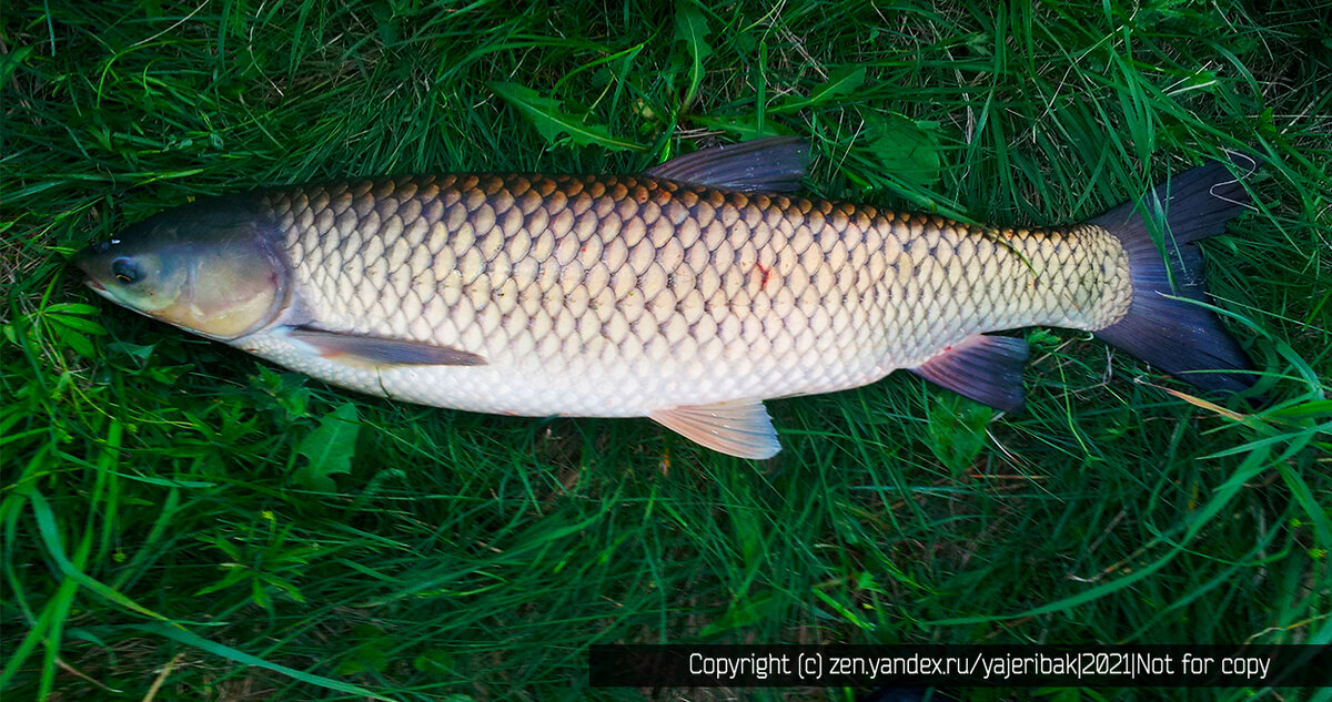 Вторая рыба белый амур.
