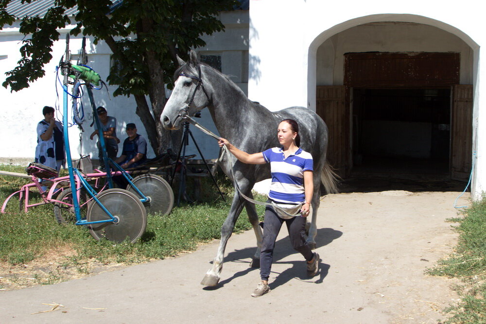 Лошадей в Воронежской области начал разводить граф Алексей Орлов – один из фаворитов Екатерины II. Возвращаясь с русско-турецкой войны он привез с собой 30 чистокровных арабских жеребцов и кобыл. Но климат Московской области, где первоначально были попытки заняться разведением  лошадей, оказался губительным для них. В 1776 году граф получает от императрицы крупный земельный участок в Воронежской области, на котором он обосновывается и начинает работу по разведению лошадей.  После его смерти завод отошел государству, но традиция выведения рысаков прервется ненадолго только в ХХ веке, когда заводы пробовали различные направления, но вернулись к разведению рысаков. Сооружения тех времен находятся под государственной охраной. 