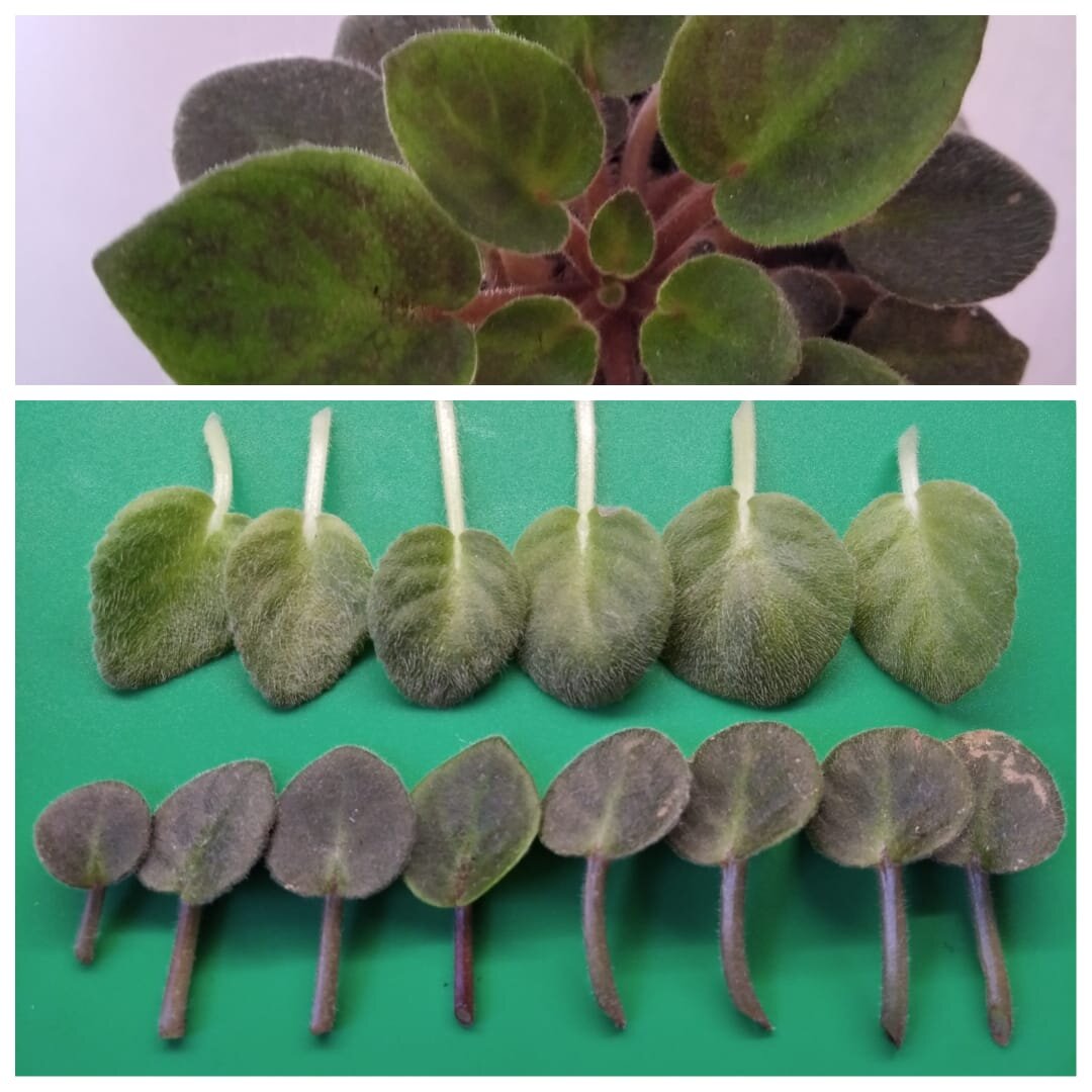 Черенки минифиалок.