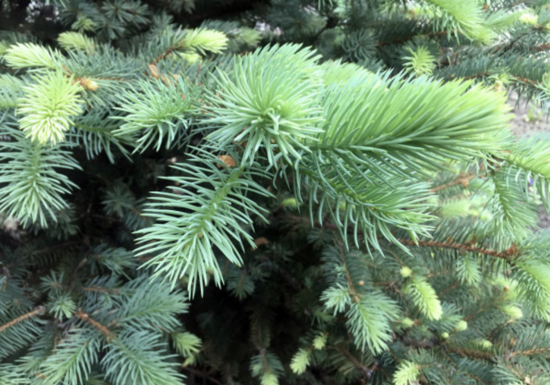 Иголки сосны.