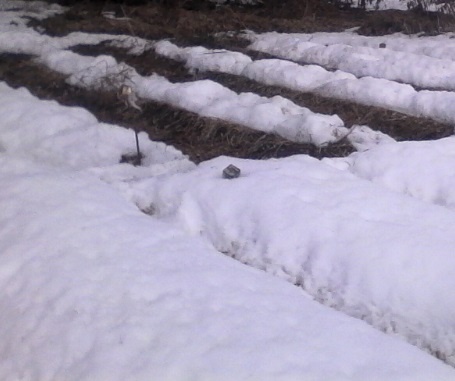 Грядки в марте. На нескольких межах разгребал снег под отходы.