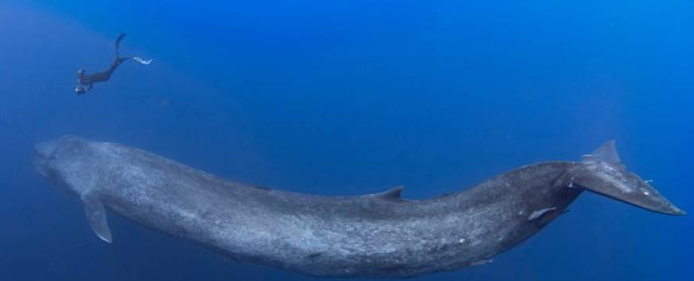 Величие континента