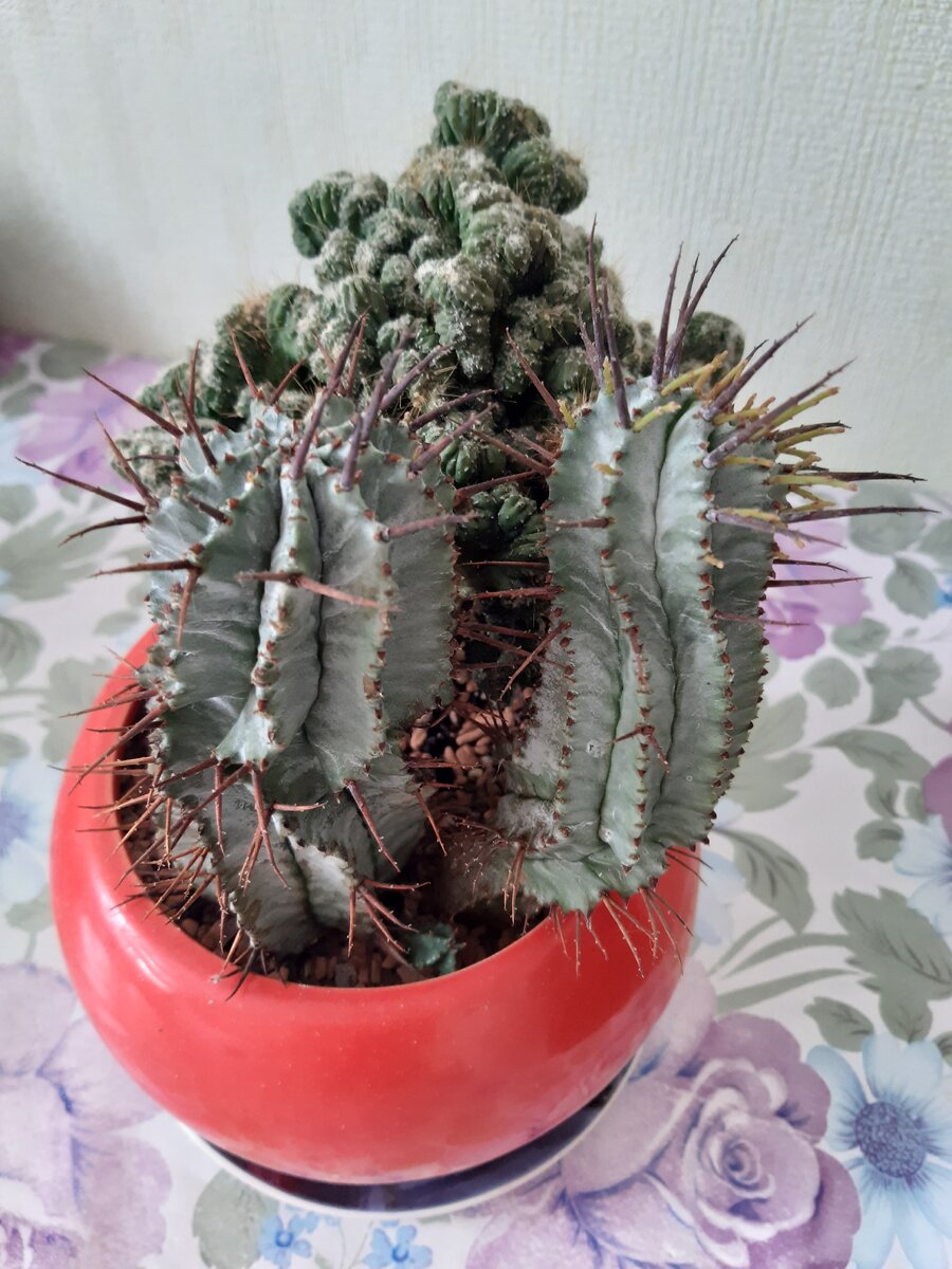 Например этот молочай я купила именно в магазине