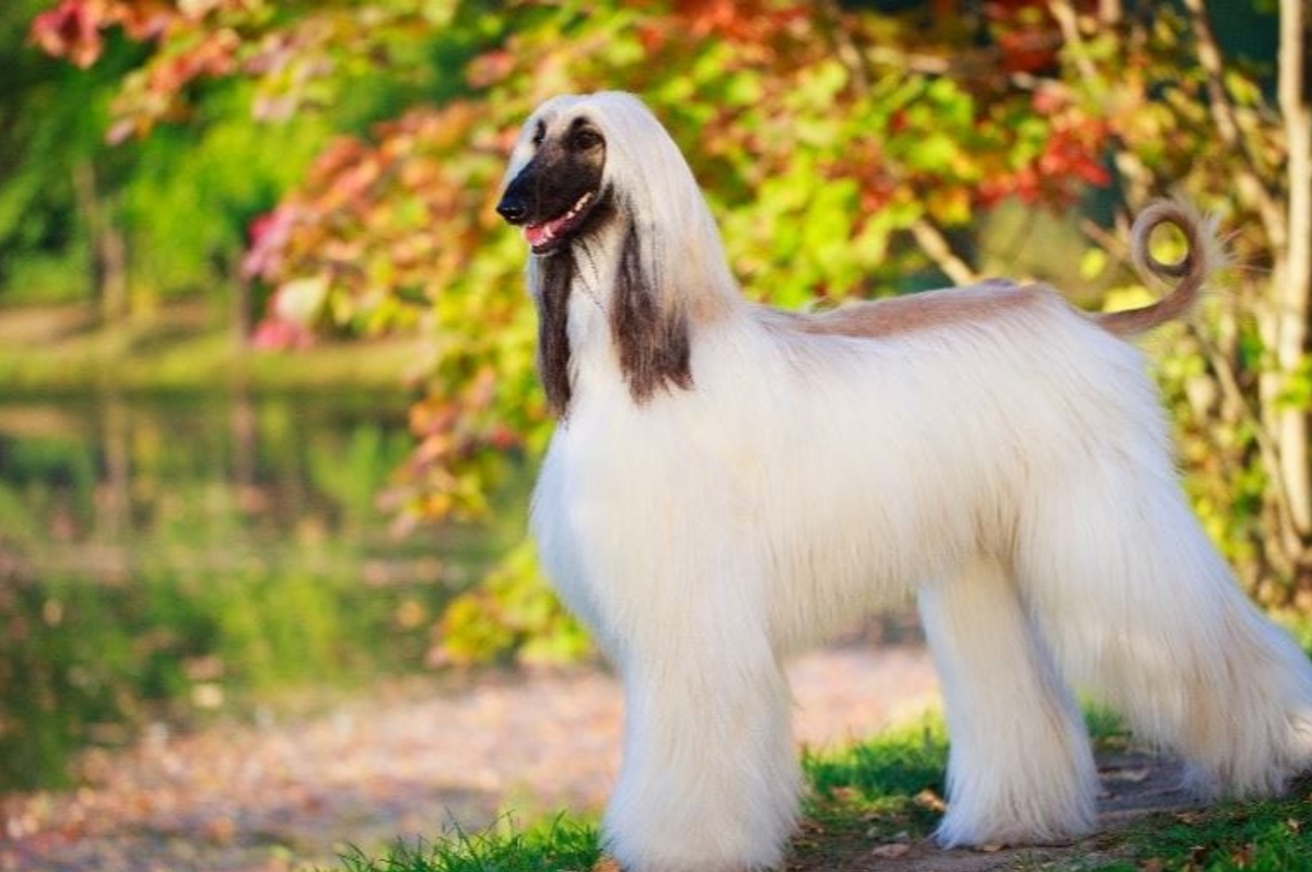 Афганская борзая 