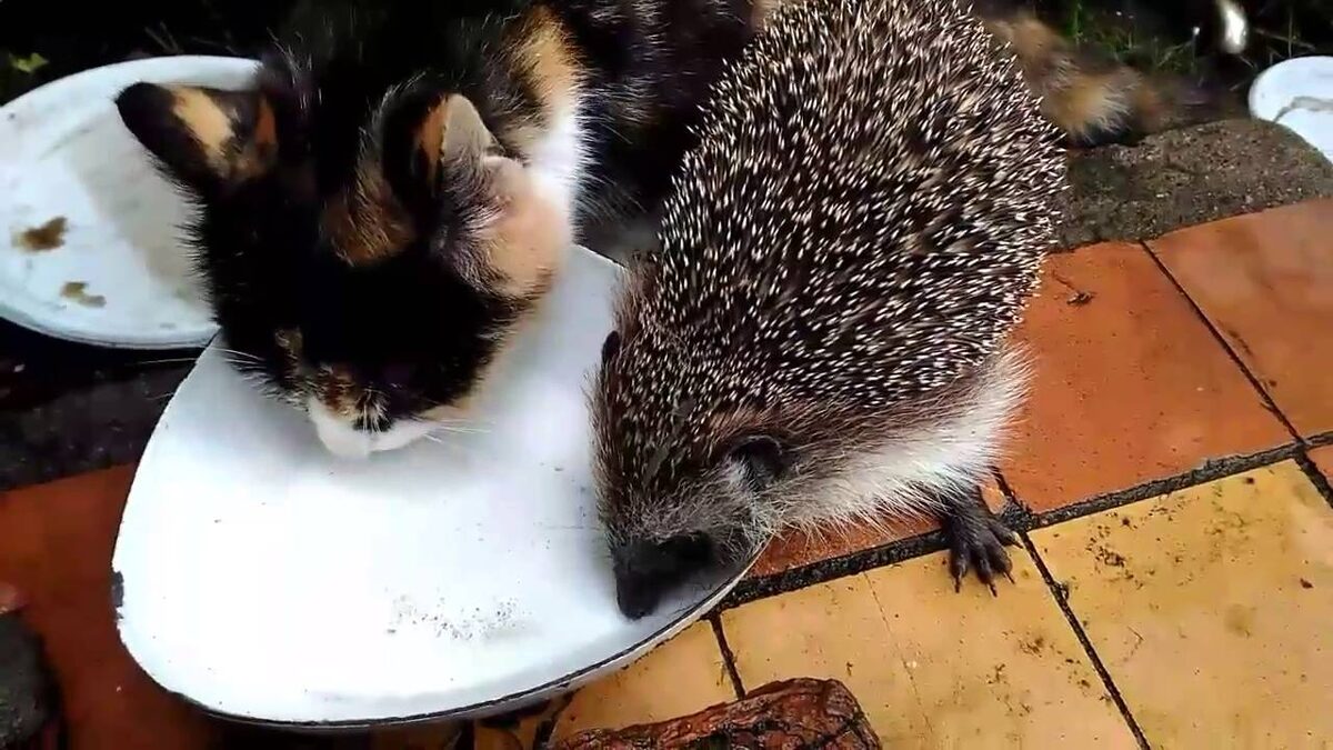 Кошка стала терпимо относиться к ёжику.