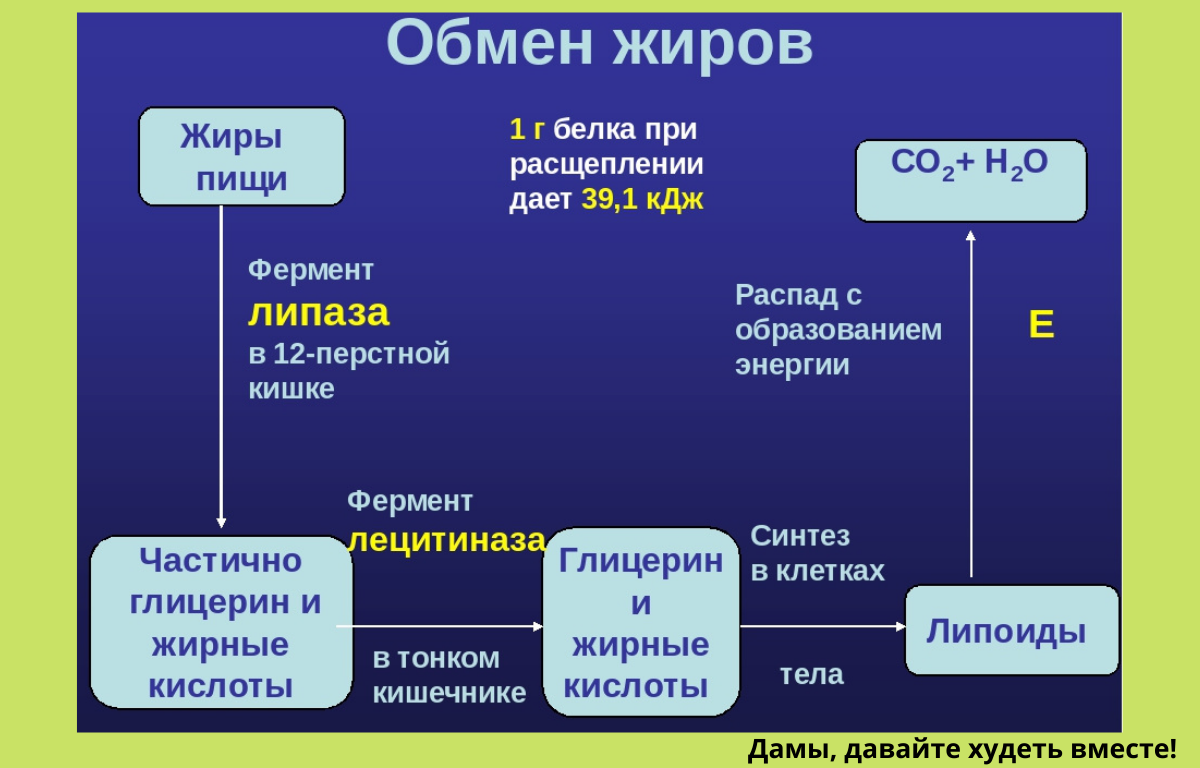 На каком уровне организации происходит обмен веществ. Обмен жиров в организме биология 8 класс таблица. Обмен жиров в организме человека схема. Обмен жиров в организме человека схема 8 класс. Этапы жирового обмена схема.