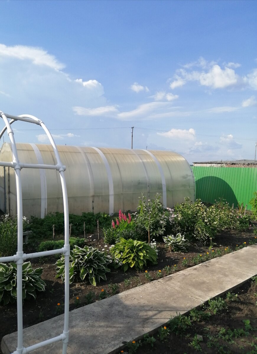 Фото автора. Наша тепличка
