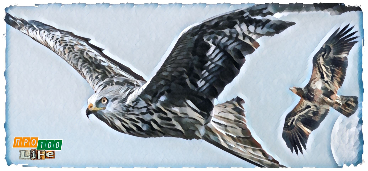 С тех пор орел улетел на свою скалу и уже там сделал себе сам гнездо