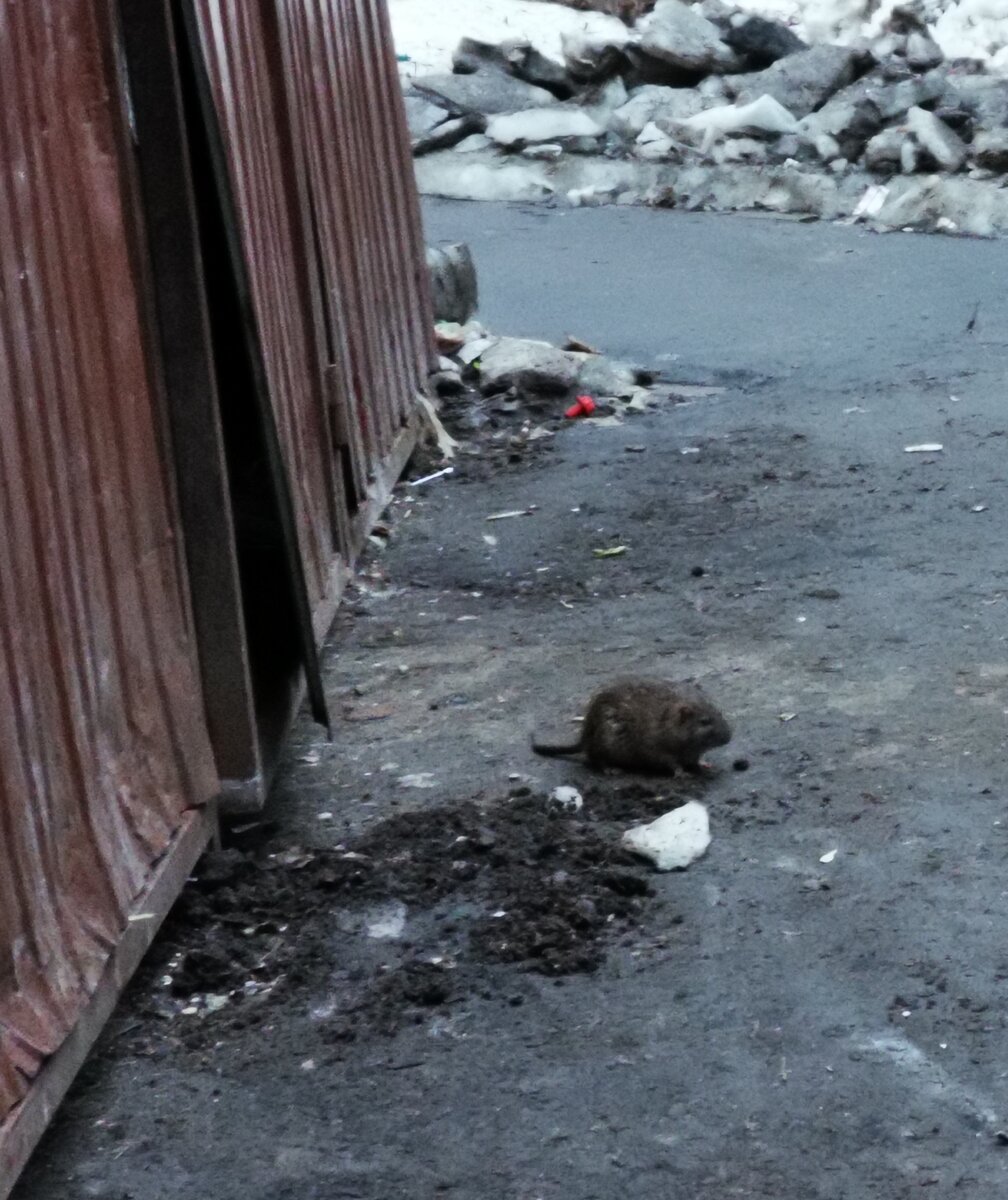 Вот один из  представителей в нашем дворе. Долго охотиться за ним не пришлось 