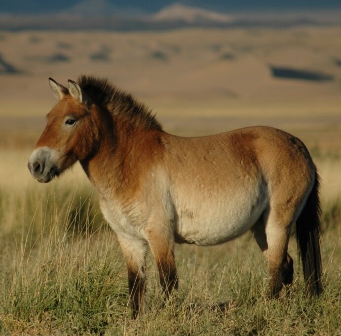 Ло́шадь Пржева́льского (лат. Equus przewalskii caballus, лат. Equus ferus przewalskii) — вид или подвид дикой лошади, обитающий в Азии. 
