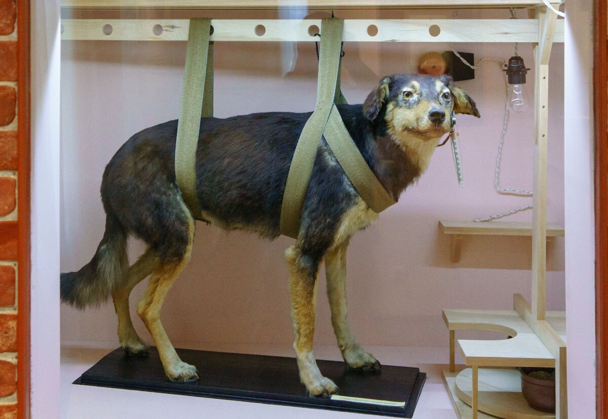 Собака Павлова музей Павлова