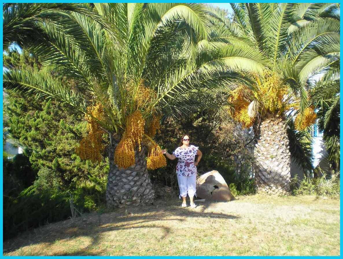 На Кипре финиковые пальмы