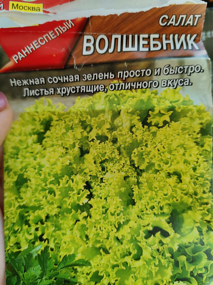 Выращиваем салат на подоконнике | Мама двоих сыновей | Дзен