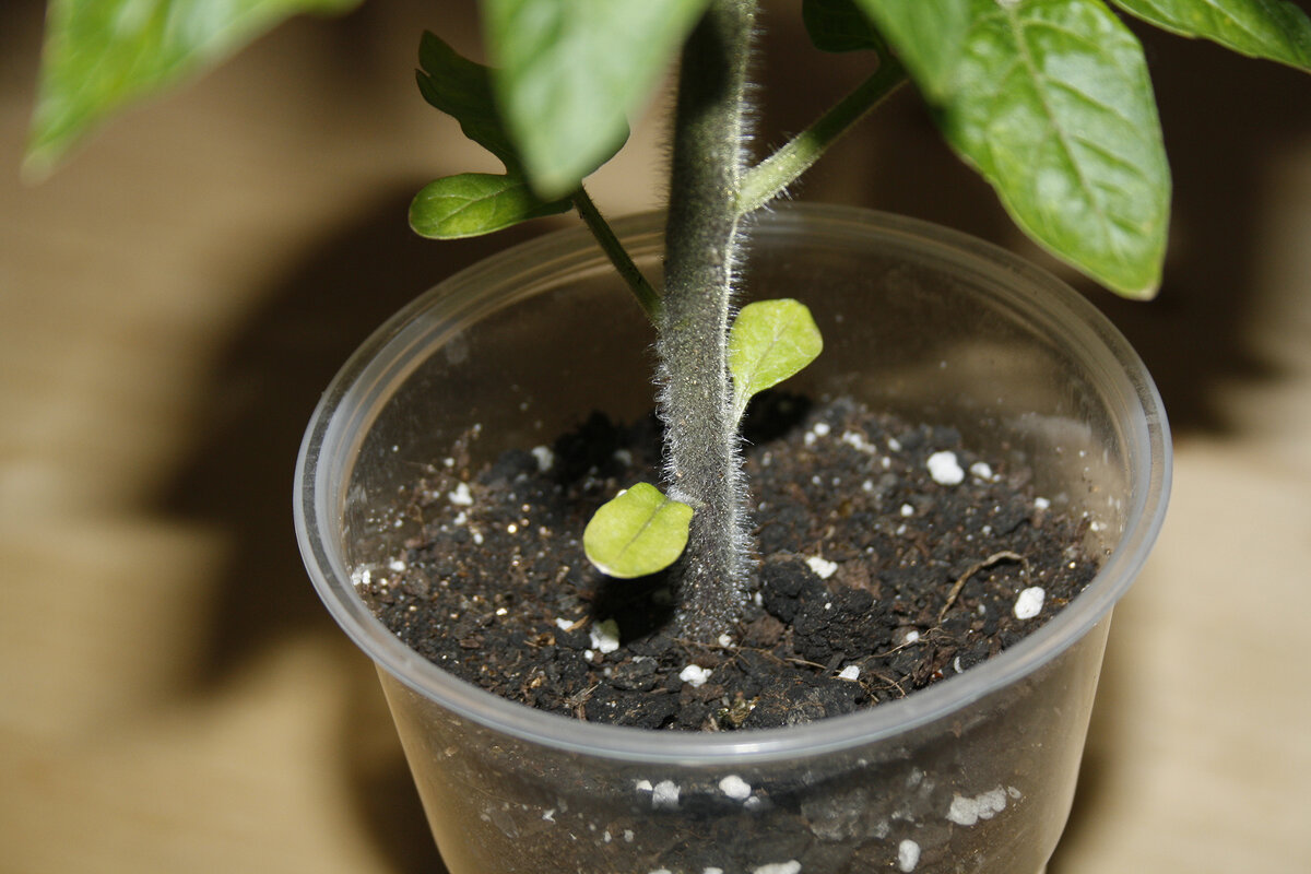 Вот такого цвета у меня рассада томатов 