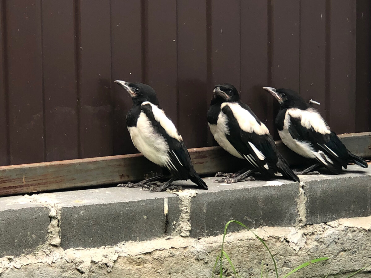 Трое из семи слетков