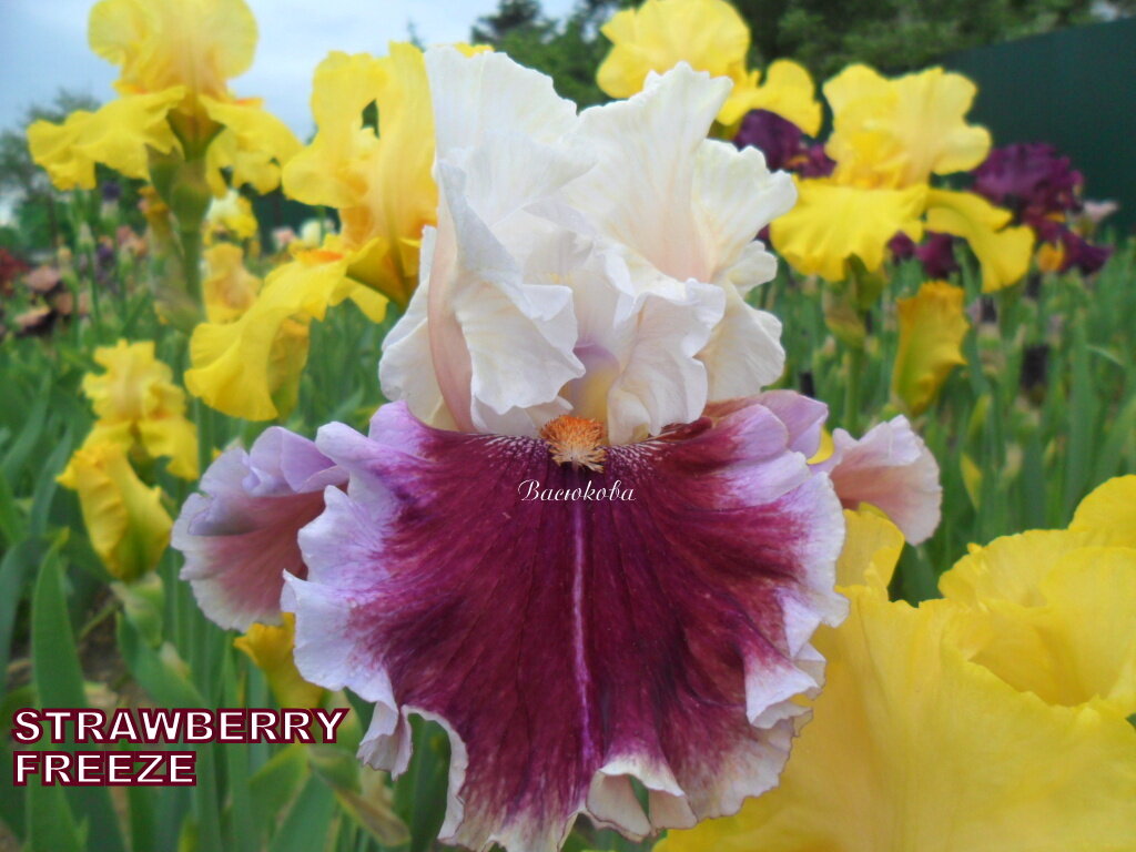 Необычная яркая красота ирисов и почти неограниченные возможности их использования на садовом участке делают этот цветок любимцем дизайнеров.