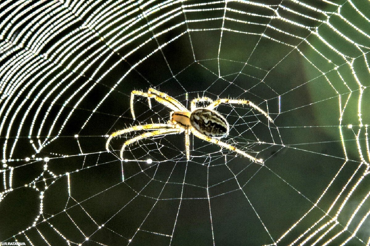 Спасайтесь кто может: в Воронежской области обнаружили бразильского паука-птицееда