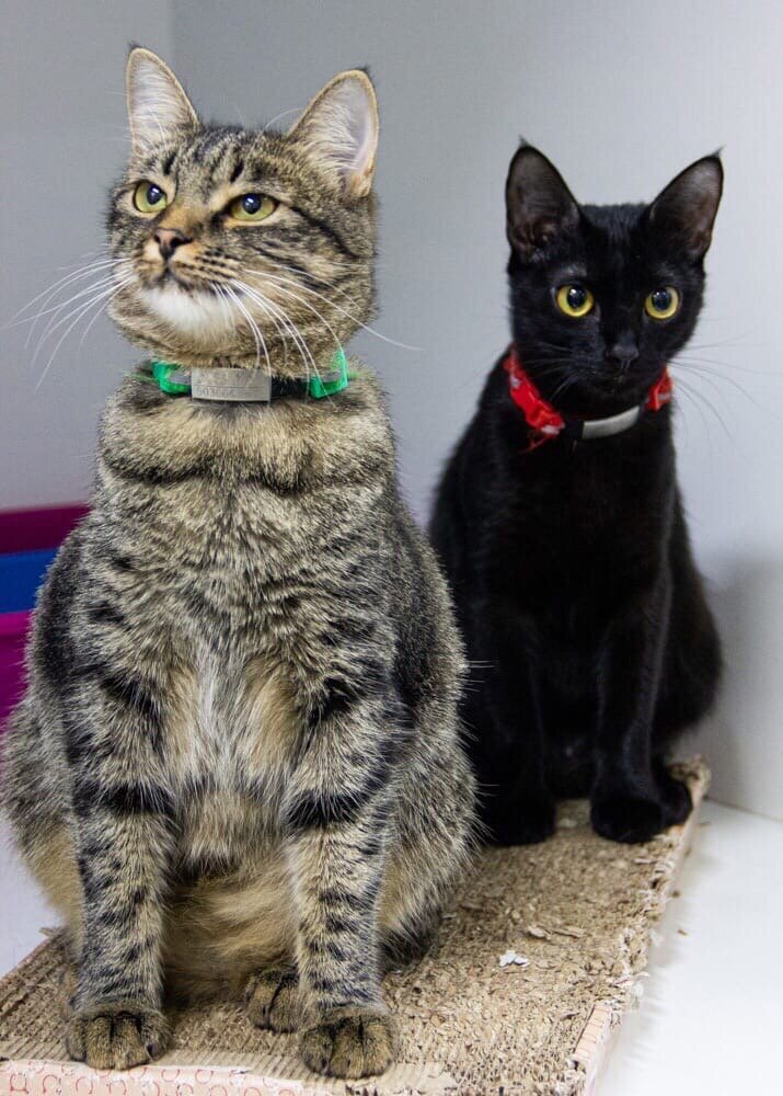 На первом плане — Дина, она ищет дом (нос и подушечки розово-серые)
Черная малышка уже домашняя (нос и подушечки черные)