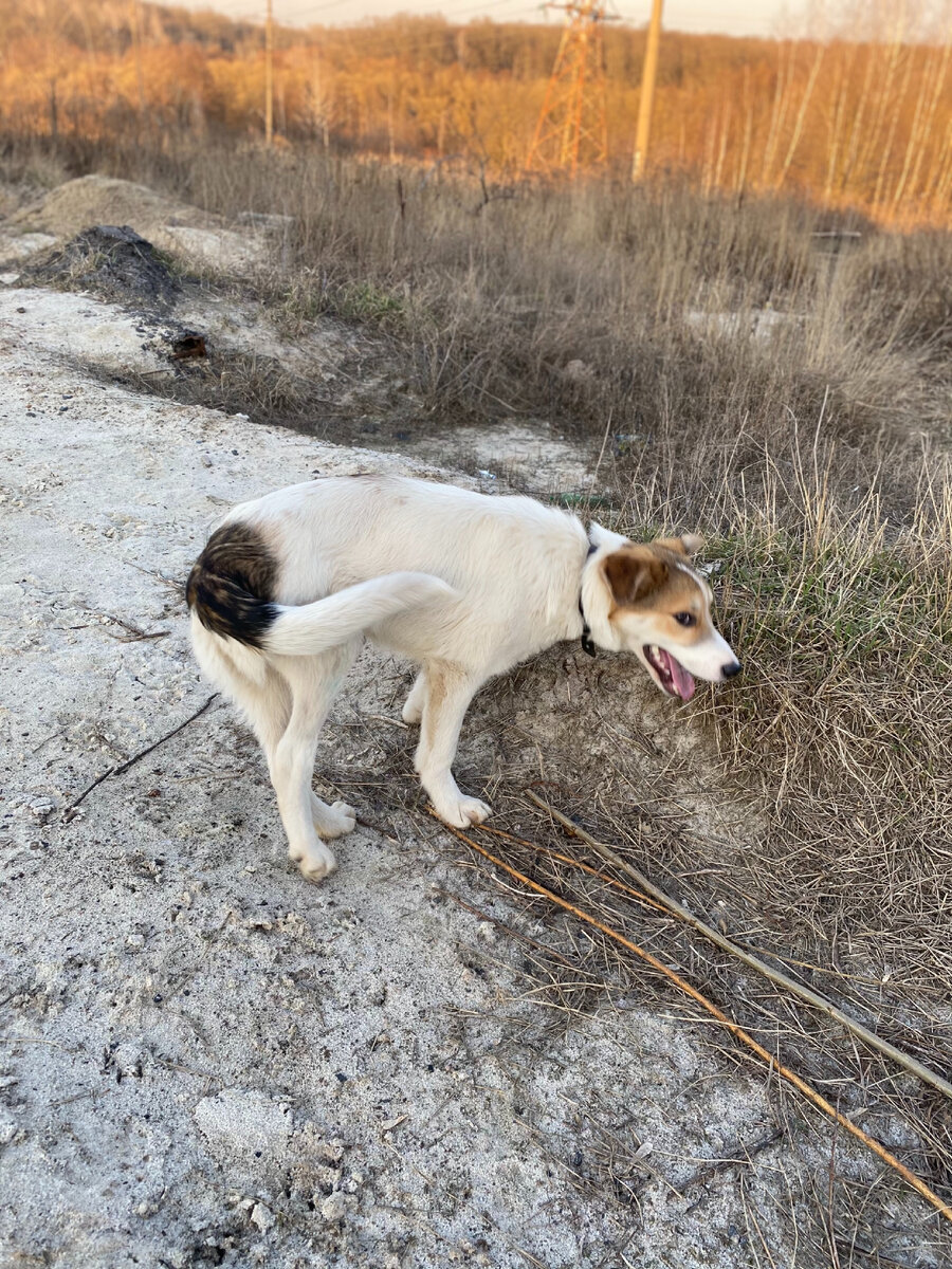 Кинологи старый оскол. Пес жулик. Собака жулик. Мошенничество щенки. Фото собаки жулика.