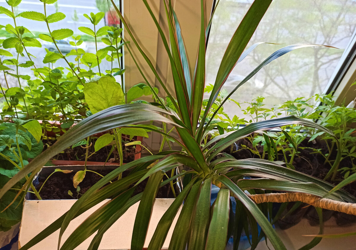  Рассадой заставлены все подоконники и балкон. Фото автора.