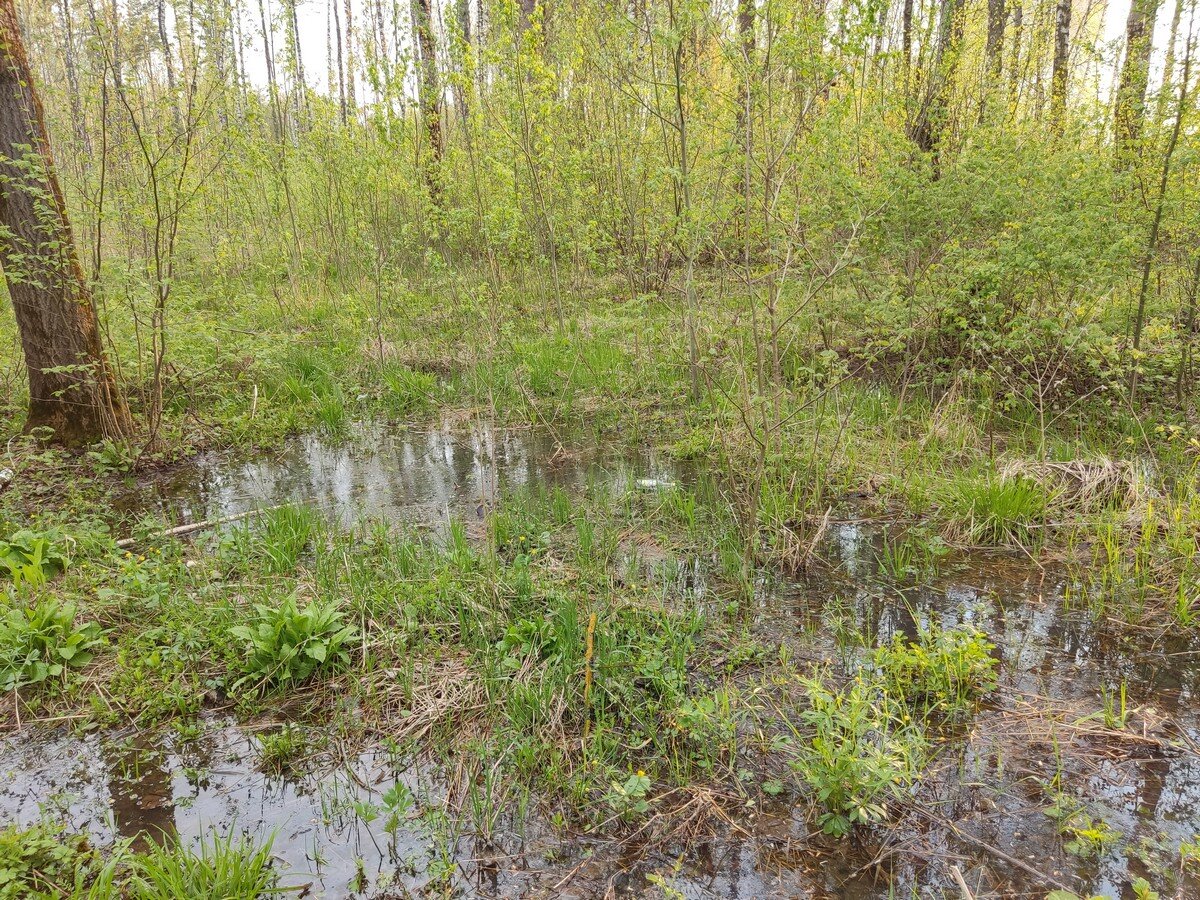 болотистая местность карелии. старое болото челябинская область. старое болото. гнилое болото деревня. болото юпяужшуо карелия.