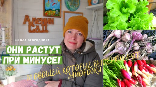 ОНИ РАСТУТ В МОРОЗЫ! / Более 10-ти овощей, которые выдерживают до минус шести