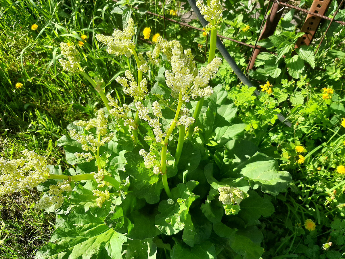 Так цветёт ревень.