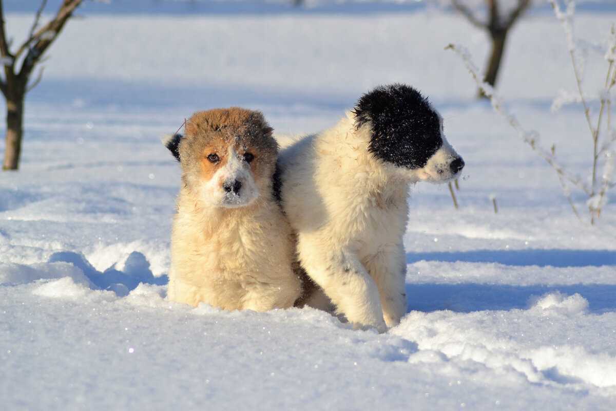 Кличка для собаки